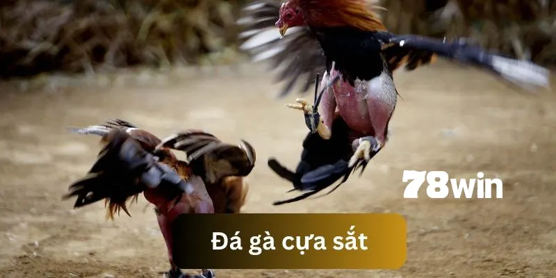 Đá Gà Cựa Sắt - Trải Nghiệm Các Trận Đối Kháng Sôi Động 1 đá gà cựa sắt